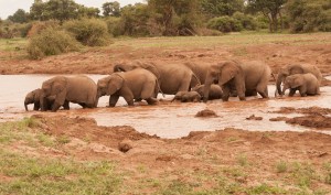 Elephant Family (1 of 1)-10